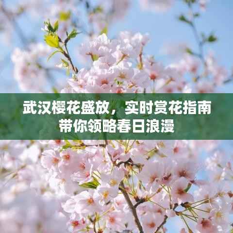 武汉樱花盛放，实时赏花指南带你领略春日浪漫