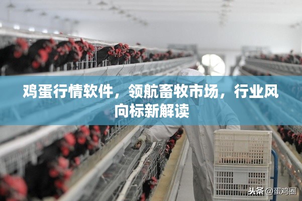 鸡蛋行情软件,领航畜牧市场,行业风向标新解读