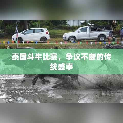 泰国斗牛比赛，争议不断的传统盛事