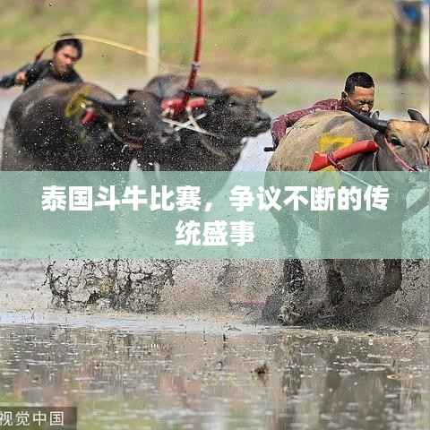 泰国斗牛比赛,争议不断的传统盛事
