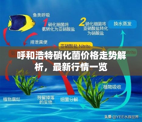 呼和浩特硝化菌价格走势解析，最新行情一览
