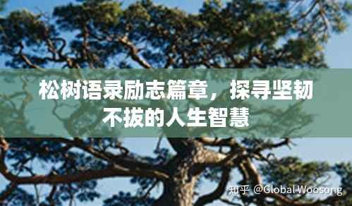 松树语录励志篇章,探寻坚韧不拔的人生智慧