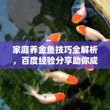 家庭养金鱼技巧全解析,百度经验分享助你成为养鱼达人
