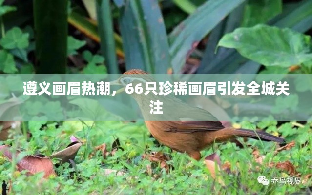 遵义画眉热潮，66只珍稀画眉引发全城关注