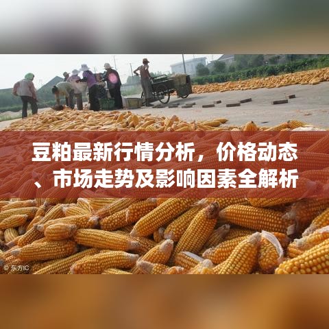 豆粕最新行情分析，价格动态、市场走势及影响因素全解析